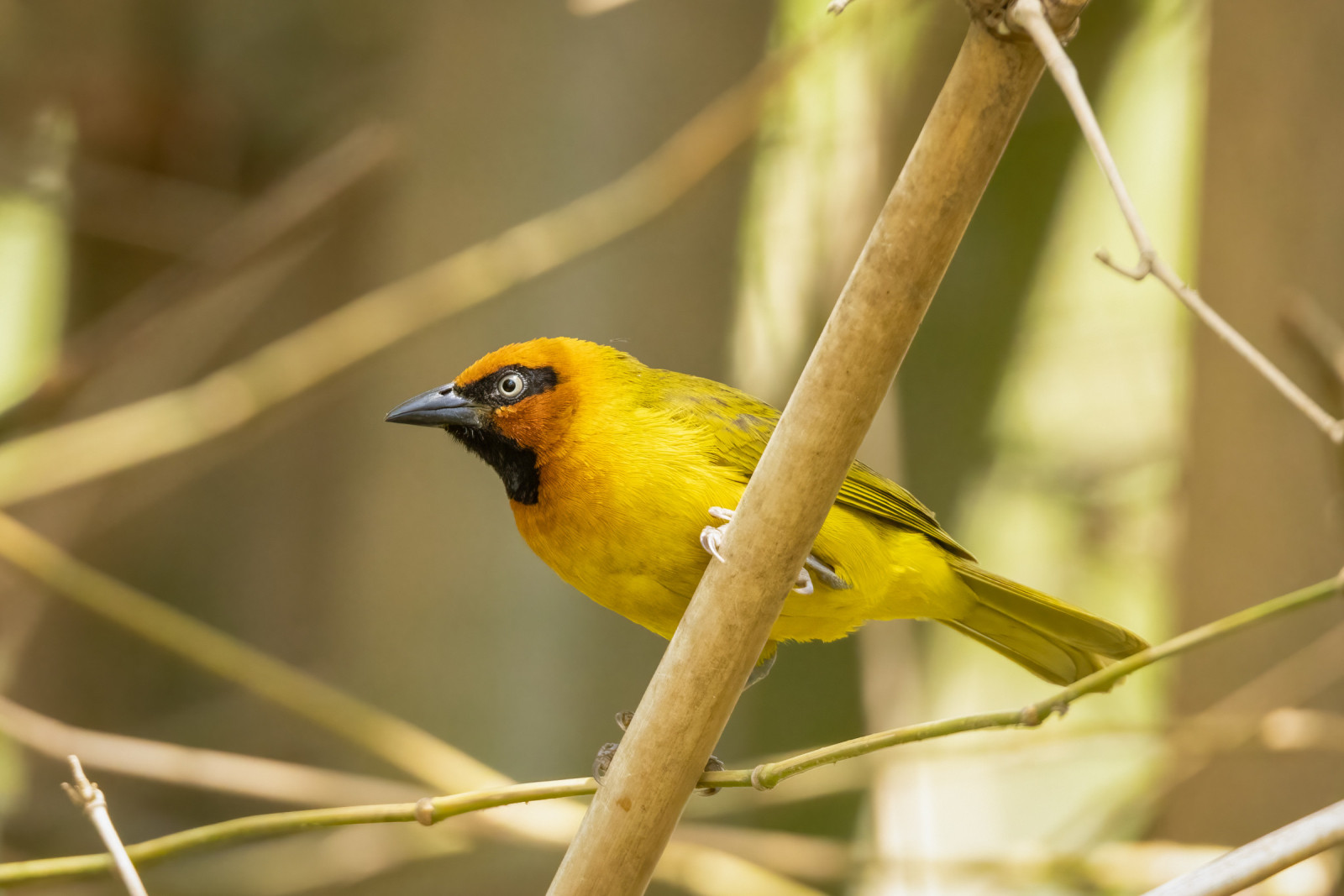 image Black-necked Weaver